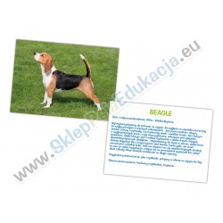 Rasa + opis - Beagle