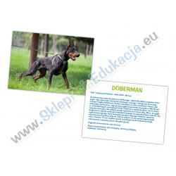 Rasa + opis - Doberman