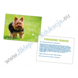 Rasa + opis - Yorkshire Terrier